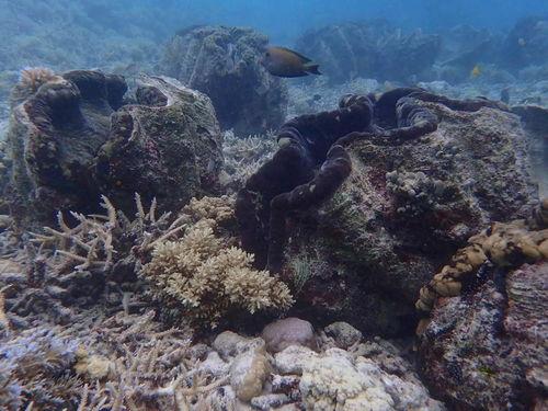 蓝色珊瑚礁在线观看,探寻海底奇观之旅  第2张